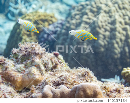 Cute triggerfish and others. A colony of Acropora corals. Agenashiku Island, Okinawa Prefecture; Zamami Island, Kerama Islands, Shimajiri District - 2025 Cute triggerfish and others. A colony of Acropora corals. Agenashiku Island, Okinawa Prefecture; Zamami Island, Kerama Islands, Shimajiri District - 2025 140157184