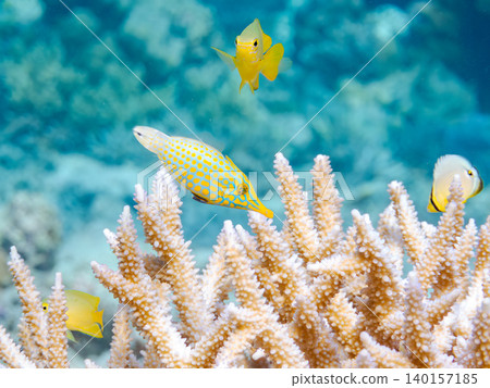 Cute triggerfish and others. A colony of Acropora corals. Agenashiku Island, Okinawa Prefecture; Zamami Island, Kerama Islands, Shimajiri District - 2025 Cute triggerfish and others. A colony of Acropora corals. Agenashiku Island, Okinawa Prefecture; Zamami Island, Kerama Islands, Shimajiri District - 2025 140157185