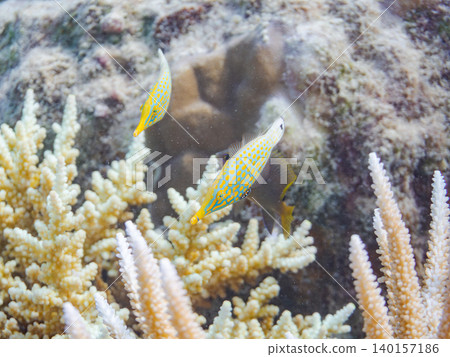 Cute triggerfish and others. A colony of Acropora corals. Agenashiku Island, Okinawa Prefecture; Zamami Island, Kerama Islands, Shimajiri District - 2025 Cute triggerfish and others. A colony of Acropora corals. Agenashiku Island, Okinawa Prefecture; Zamami Island, Kerama Islands, Shimajiri District - 2025 140157186