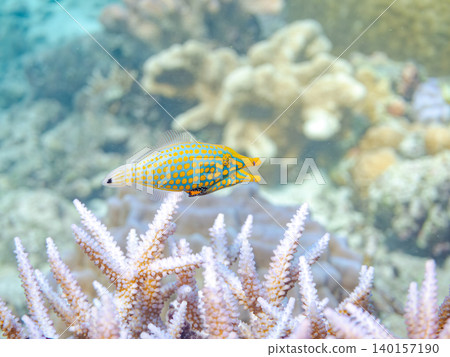 Cute triggerfish and others. A colony of Acropora corals. Agenashiku Island, Okinawa Prefecture; Zamami Island, Kerama Islands, Shimajiri District - 2025 Cute triggerfish and others. A colony of Acropora corals. Agenashiku Island, Okinawa Prefecture; Zamami Island, Kerama Islands, Shimajiri District - 2025 140157190
