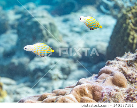 Cute triggerfish and others. A colony of Acropora corals. Agenashiku Island, Okinawa Prefecture; Zamami Island, Kerama Islands, Shimajiri District - 2025 140157191