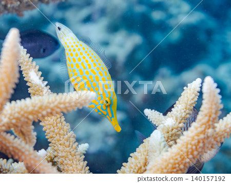 Cute triggerfish and others. A colony of Acropora corals. Agenashiku Island, Okinawa Prefecture; Zamami Island, Kerama Islands, Shimajiri District - 2025 140157192