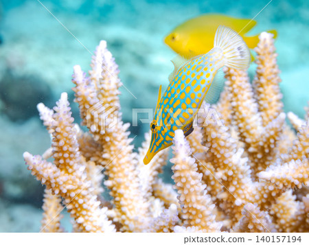 Cute triggerfish and others. A colony of Acropora corals. Agenashiku Island, Okinawa Prefecture; Zamami Island, Kerama Islands, Shimajiri District - 2025 Cute triggerfish and others. A colony of Acropora corals. Agenashiku Island, Okinawa Prefecture; Zamami Island, Kerama Islands, Shimajiri District - 2025 140157194