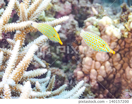 Cute triggerfish and others. A colony of Acropora corals. Agenashiku Island, Okinawa Prefecture; Zamami Island, Kerama Islands, Shimajiri District - 2025 Cute triggerfish and others. A colony of Acropora corals. Agenashiku Island, Okinawa Prefecture; Zamami Island, Kerama Islands, Shimajiri District - 2025 140157200
