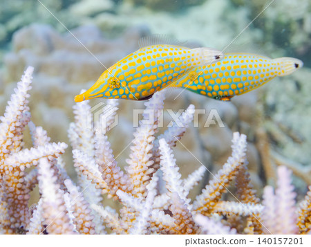 Cute triggerfish and others. A colony of Acropora corals. Agenashiku Island, Okinawa Prefecture; Zamami Island, Kerama Islands, Shimajiri District - 2025 Cute triggerfish and others. A colony of Acropora corals. Agenashiku Island, Okinawa Prefecture; Zamami Island, Kerama Islands, Shimajiri District - 2025 140157201