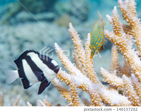 可愛的扳機魚和其他魚類。鹿角珊瑚群落。沖繩縣阿根沙久島；慶良間群島座間味島，島尻郡 - 2025 140157202