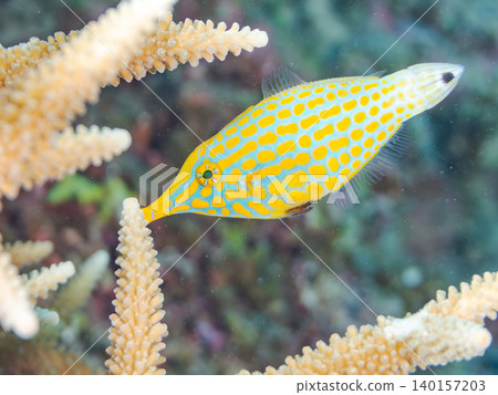 Cute triggerfish and others. A colony of Acropora corals. Agenashiku Island, Okinawa Prefecture; Zamami Island, Kerama Islands, Shimajiri District - 2025 Cute triggerfish and others. A colony of Acropora corals. Agenashiku Island, Okinawa Prefecture; Zamami Island, Kerama Islands, Shimajiri District - 2025 140157203