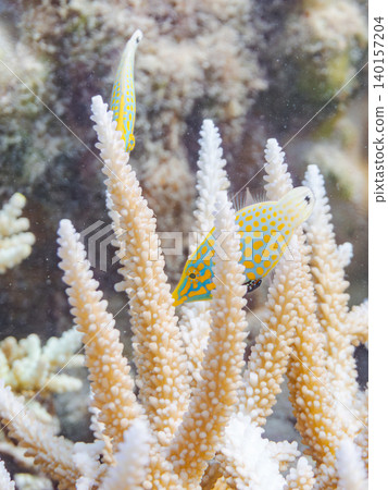 Cute triggerfish and others. A colony of Acropora corals. Agenashiku Island, Okinawa Prefecture; Zamami Island, Kerama Islands, Shimajiri District - 2025 Cute triggerfish and others. A colony of Acropora corals. Agenashiku Island, Okinawa Prefecture; Zamami Island, Kerama Islands, Shimajiri District - 2025 140157204