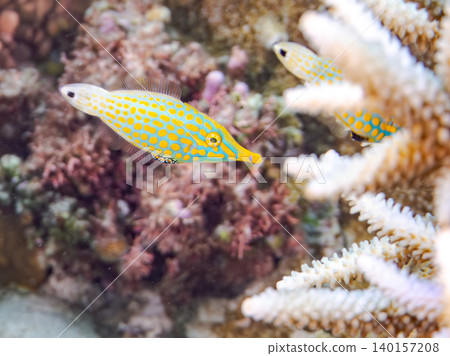 可愛的扳機魚和其他魚類。鹿角珊瑚群落。沖繩縣阿根沙久島;慶良間群島座間味島,島尻郡 - 2025 可愛的扳機魚和其他魚類。鹿角珊瑚群落。沖繩縣阿根沙久島;慶良間群島座間味島,島尻郡 - 2025 140157208