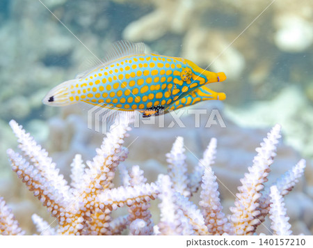 可愛的扳機魚和其他魚類。鹿角珊瑚群落。沖繩縣阿根沙久島;慶良間群島座間味島,島尻郡 - 2025 可愛的扳機魚和其他魚類。鹿角珊瑚群落。沖繩縣阿根沙久島;慶良間群島座間味島,島尻郡 - 2025 140157210