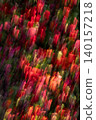 Red Tulip Garden in Motion 140157218