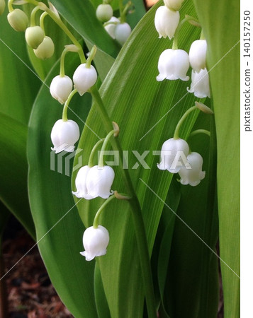 The delicate lily of the valley: green leaves and white flowers. The delicate lily of the valley: green leaves and white flowers. 140157250