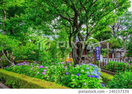 Early summer morning, the Hakusan Shrine stands deserted, with its vibrant hydrangea hedges and lush greenery peeking out from behind. Early summer morning, the Hakusan Shrine stands deserted, with its vibrant hydrangea hedges and lush greenery peeking out from behind. 140157339