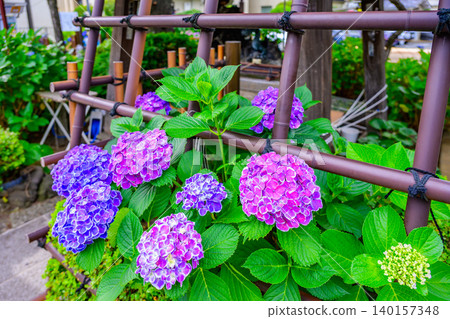 Early summer morning: Hydrangeas in bloom at the purification fountain of Hakusan Shrine, with the water basin and ladle in the background, out of focus. Early summer morning: Hydrangeas in bloom at the purification fountain of Hakusan Shrine, with the water basin and ladle in the background, out of focus. 140157348