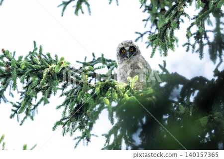 Summer, long-eared owl chicks Summer, long-eared owl chicks 140157365