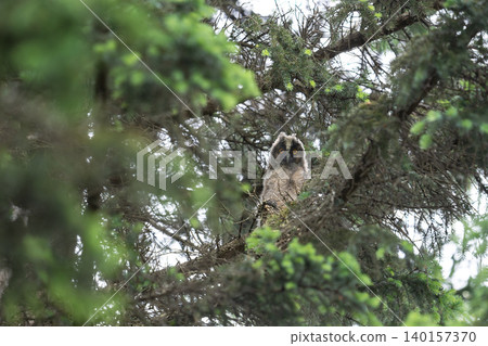 夏季長耳鴞幼鳥 夏季長耳鴞幼鳥 140157370