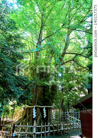 【東京】府中初夏:大國玉神社的神聖銀杏樹 【東京】府中初夏:大國玉神社的神聖銀杏樹 140157375