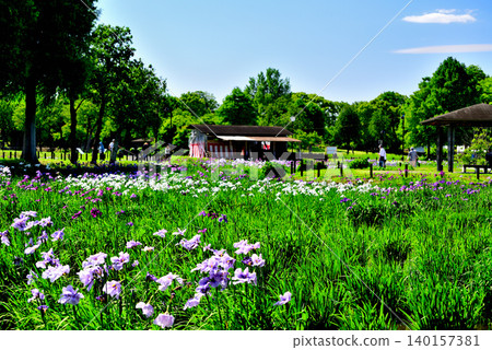 Mizumoto Park: Beautifully blooming irises Mizumoto Park: Beautifully blooming irises 140157381