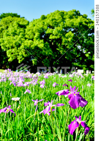 Mizumoto Park: Beautifully blooming irises Mizumoto Park: Beautifully blooming irises 140157388