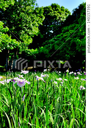 Mizumoto Park: Beautifully blooming irises Mizumoto Park: Beautifully blooming irises 140157391