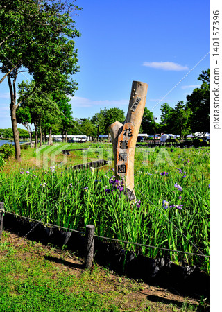 Mizumoto Park: Beautifully blooming irises 140157396
