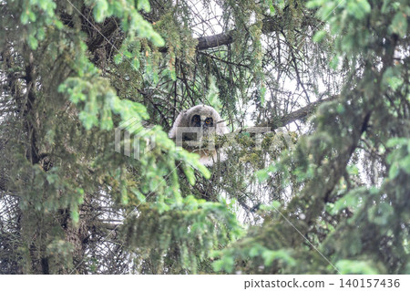 A baby long-eared owl stares intently. 140157436