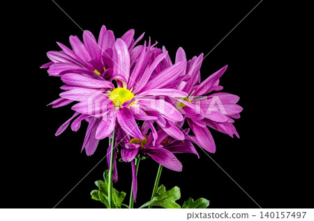 Beautiful Purple Chrysanthemum Flowers On Stems Against Black Background Beautiful Purple Chrysanthemum Flowers On Stems Against Black Background 140157497