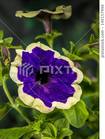 Purple Surfinia Flower With Cream Border On Green Garden Background Purple Surfinia Flower With Cream Border On Green Garden Background 140157498