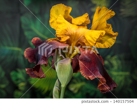 Golden and Burgundy Bearded Iris Flower Against Green Fern Background Golden and Burgundy Bearded Iris Flower Against Green Fern Background 140157504