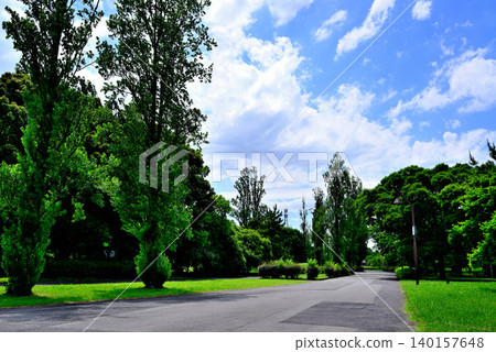 Tokyo Metropolitan Mizumoto Park: A scene of poplar trees in early summer. Tokyo Metropolitan Mizumoto Park: A scene of poplar trees in early summer. 140157648