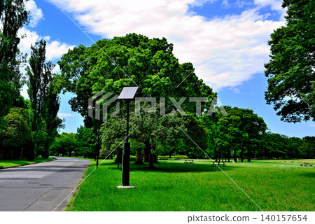 Tokyo Metropolitan Mizumoto Park: A scene of poplar trees in early summer. Tokyo Metropolitan Mizumoto Park: A scene of poplar trees in early summer. 140157654