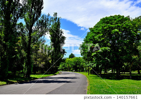 Tokyo Metropolitan Mizumoto Park: A scene of poplar trees in early summer. Tokyo Metropolitan Mizumoto Park: A scene of poplar trees in early summer. 140157661