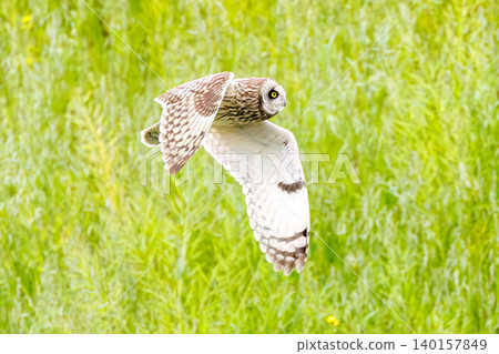 A beautiful short-eared owl (bird of prey). Flying over a field of rapeseed flowers at dusk. Okubo Farmland, Saitama City, Saitama Prefecture - 2026 A beautiful short-eared owl (bird of prey). Flying over a field of rapeseed flowers at dusk. Okubo Farmland, Saitama City, Saitama Prefecture - 2026 140157849