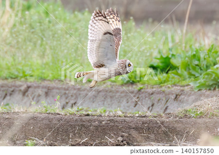 A beautiful short-eared owl (bird of prey). Flying over a field of rapeseed flowers at dusk. Okubo Farmland, Saitama City, Saitama Prefecture - 2026 140157850