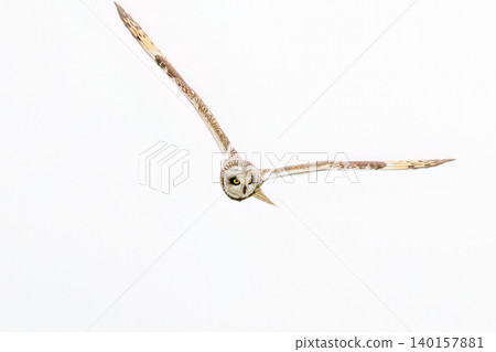 A beautiful short-eared owl (bird of prey). Flying over a field of rapeseed flowers at dusk. Okubo Farmland, Saitama City, Saitama Prefecture - 2026 140157881