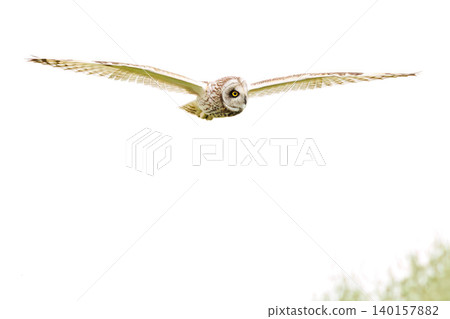 A beautiful short-eared owl (bird of prey). Flying over a field of rapeseed flowers at dusk. Okubo Farmland, Saitama City, Saitama Prefecture - 2026 140157882