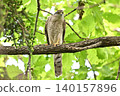 High hawk 140157896