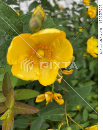 A close-up of the vibrant, vitamin-colored Hypericum flowers and their buds against a green background. 140157905