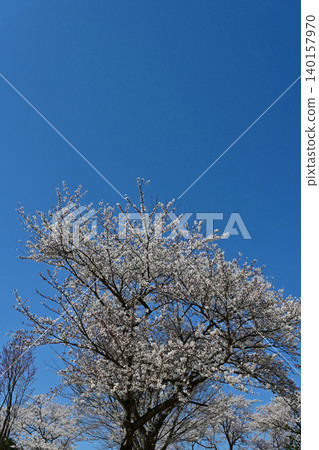 一棵棵盛開的染井吉野櫻花樹高聳入雲,仰望著湛藍的天空:這是福島縣二津沼綜合公園的一幅春季旅遊景象。 一棵棵盛開的染井吉野櫻花樹高聳入雲,仰望著湛藍的天空:這是福島縣二津沼綜合公園的一幅春季旅遊景象。 140157970