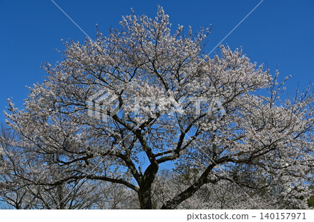 A magnificent display of fully bloomed Somei Yoshino cherry trees against a clear blue sky – a quintessential spring tourist image. Futatsunuma General Park, Fukushima Prefecture. A magnificent display of fully bloomed Somei Yoshino cherry trees against a clear blue sky – a quintessential spring tourist image. Futatsunuma General Park, Fukushima Prefecture. 140157971