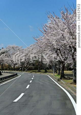 A clear blue sky and a row of cherry trees in full bloom along the road – a perfect image for a spring drive. (Tenjinmisaki Sports Park, Fukushima Prefecture) A clear blue sky and a row of cherry trees in full bloom along the road – a perfect image for a spring drive. (Tenjinmisaki Sports Park, Fukushima Prefecture) 140157972