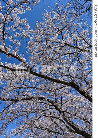 A vertical composition of a cherry blossom arch in full bloom, overlooking a clear blue sky. Image of cherry blossom viewing at a campsite. Tenjinmisaki Sports Park, Fukushima Prefecture. A vertical composition of a cherry blossom arch in full bloom, overlooking a clear blue sky. Image of cherry blossom viewing at a campsite. Tenjinmisaki Sports Park, Fukushima Prefecture. 140157978