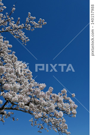 A scene of fully bloomed Somei Yoshino cherry blossoms against a clear, wide blue sky: A spring tourist image. Tenjinmisaki Sports Park, Fukushima Prefecture. A scene of fully bloomed Somei Yoshino cherry blossoms against a clear, wide blue sky: A spring tourist image. Tenjinmisaki Sports Park, Fukushima Prefecture. 140157988