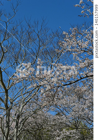 A scene of cherry blossom trees in full bloom and deciduous trees standing out against a clear blue sky: Springtime sightseeing and nature imagery at Futatsunuma General Park, Fukushima Prefecture. A scene of cherry blossom trees in full bloom and deciduous trees standing out against a clear blue sky: Springtime sightseeing and nature imagery at Futatsunuma General Park, Fukushima Prefecture. 140157999