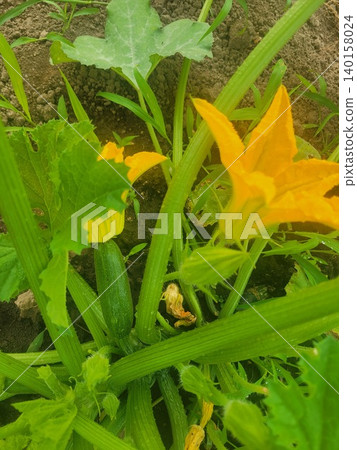 西葫蘆花 西葫蘆花 140158024