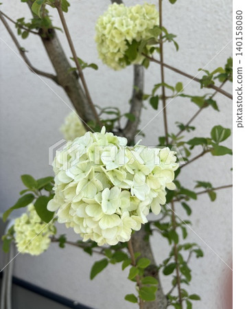 The lime-green flowers of the Japanese snowball viburnum (Viburnum plicatum) signal the arrival of early summer. The lime-green flowers of the Japanese snowball viburnum (Viburnum plicatum) signal the arrival of early summer. 140158080