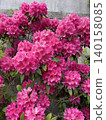 A background image featuring magnificent, large-flowered rhododendrons (Western azaleas) in full bloom, adorning the streets in early summer. 140158085