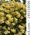 Background image of yellow Banksia roses (Rosa banksiae), which brilliantly adorn the streets in early summer. 140158086