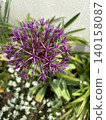 The star-shaped Allium cristofii flowers bloom delicately in the early summer garden. 140158087