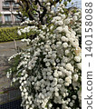 A beautiful white Spiraea background image that adds a refreshing touch to the season of fresh greenery. 140158088